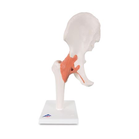 Functional Shoulder Joint Model Functional Knee Joint Model