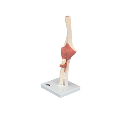 Functional Elbow Joint, Deluxe