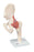 Functional Hip Joint, Deluxe