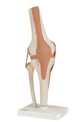 Functional Knee Joint