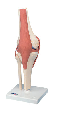 FEI Anatomical Model - Functional Knee Joint, Deluxe