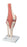 FEI Anatomical Model - Functional Knee Joint, Deluxe