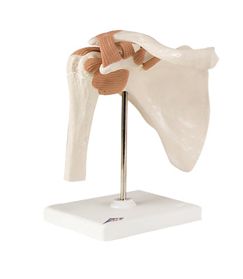 Functional Shoulder Joint