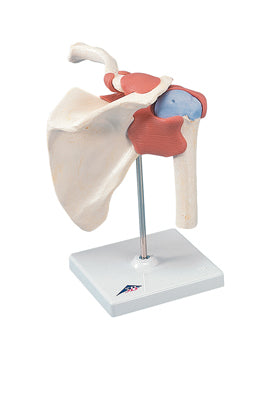 Functional Shoulder Joint, Deluxe