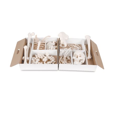 Half Disarticulated Skeleton Half Skeleton - Disarticulated