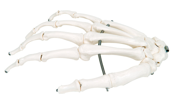 Hand Skeleton