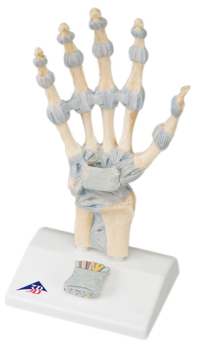 FEI Anatomical Model - Hand Skeleton with Ligaments