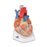 Heart Model 7-Part Heart Model - 7-Part