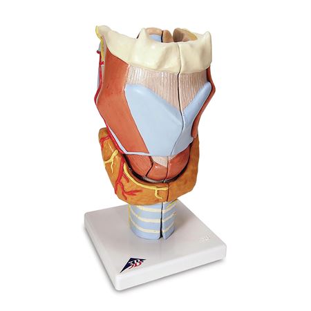 Human Throat and Chest Organ Models Functional Larynx Model - 3 Times Full-Size