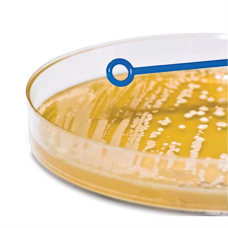 Inoculating Loop Sterile 1μL - Rigid