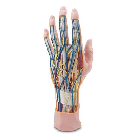 Internal Hand Structure Model Internal Hand Structure Model - 3-Part