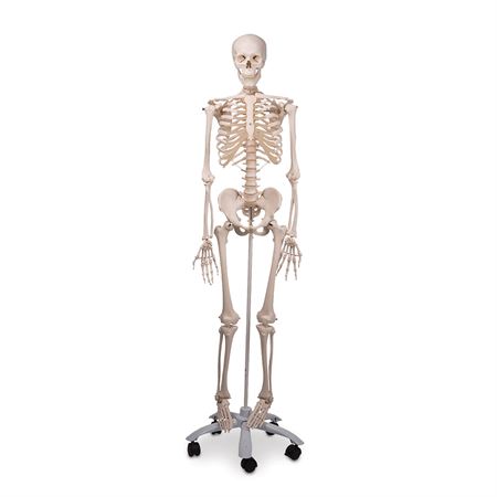 Life-Size Skeleton Models Hanging Functional Physiological Skeleton - Frank