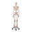 Painted Muscle Origins Skeleton Model Hanging - Max