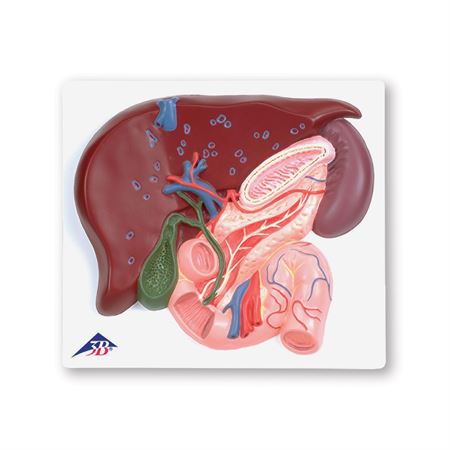 Liver Model with Gall Bladder, Pancreas, and Duodenum Liver Model with Gall Bladder, Pancreas and Duodenum