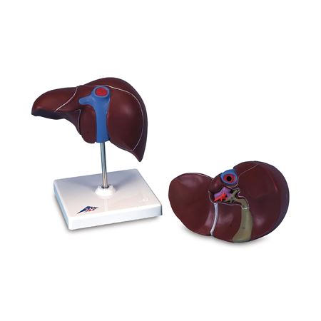 Liver with Gall Bladder Model