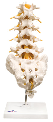 Lumbar Spinal Column