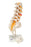 Lumbar Spinal Column