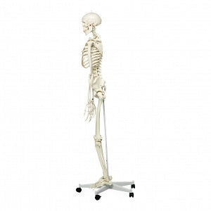 Fabrication Enterprises Full-Body Skeleton Model - Full-Body Skeleton Model with Roller Stand - 12-4500