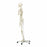 Fabrication Enterprises Full-Body Skeleton Model - Full-Body Skeleton Model with Roller Stand - 12-4500