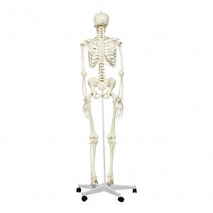 Fabrication Enterprises Full-Body Skeleton Model - Full-Body Skeleton Model with Roller Stand - 12-4500