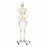 Fabrication Enterprises Full-Body Skeleton Model - Full-Body Skeleton Model with Roller Stand - 12-4500