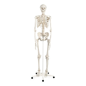 Fabrication Enterprises Full-Body Skeleton Model - Full-Body Skeleton Model with Roller Stand - 12-4500