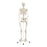 Fabrication Enterprises Full-Body Skeleton Model - Full-Body Skeleton Model with Roller Stand - 12-4500