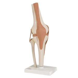 Fabrication Enterprises Inc Functional Knee Joint Model - MODEL, ANATOMICAL, FUNCTIONAL KNEE - 12-4511