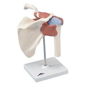 Fabrication Enterprises Anatomical Shoulder Joint Models - Anatomical Shoulder Joint Model - 12-4513