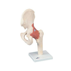 Fabrication Enterprises Anatomical Hip Joint Model - Deluxe Anatomical Right Hip Joint Model - 12-4514