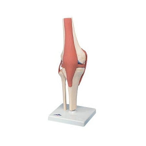 Fabrication Enterprises Inc Functional Knee Joint Model - MODEL, ANATOMICAL, KNEE JOINT, DELUXE - 12-4515