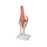 Fabrication Enterprises Inc Functional Knee Joint Model - MODEL, ANATOMICAL, KNEE JOINT, DELUXE - 12-4515