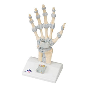 Fabrication Industries Anatomical Hand Skeleton Model - Anatomical Hand Skeleton Model with Ligaments - 12-4521