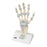 Fabrication Industries Anatomical Hand Skeleton Model - Anatomical Hand Skeleton Model with Ligaments - 12-4521