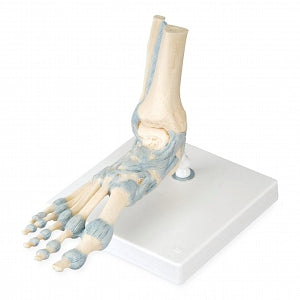 Fabrication Enterprises Foot Skeleton Model - Foot Skeleton Model with Removable Ligaments - 12-4523