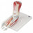 Fabrication Enterprises Foot Skeleton Model - Foot Skeleton Model with Removable Ligaments and Muscles - 12-4524