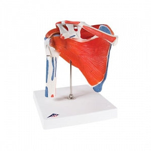 Fabrication Enterprises Anatomical Shoulder Joint Models - Anatomical Shoulder Joint Model with Rotator Cuff - 12-4525