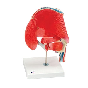 FBE Hip Joint Model with Removable Muscles - MODEL, HIP JOINT, MUSCLE, 7PART - 12-4526