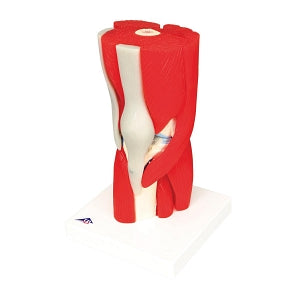 FBE Knee Joint Model with Removable Muscles - MODEL, KNEE JOINT, MUSCLE, 12PART - 12-4527