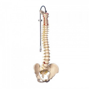 Fabrication Enterprises Spinal Column Models - Flexible Spine Model with Male Pelvis - 12-4529