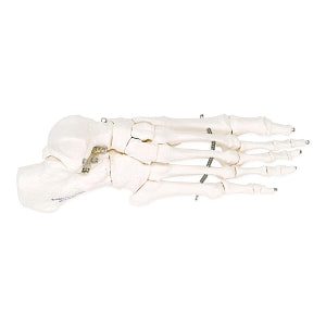 Fabrication Enterprises Inc. Loose Bone Models - Wire-Connected Loose Bone Model of Skeleton Foots, Right - 12-4584R