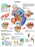 Fabrication Enterprises Inc Paper Anatomical Charts - CHART, ANATOMICAL, ARTHRITIS, PAPER - 12-4605P