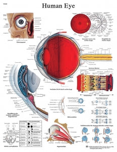 Fabrication Enterprises Inc Laminated Anatomical Charts - CHART, ANATOMICAL, EYE, LAMINATED - 12-4607L