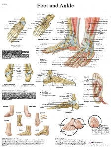 Fabrication Enterprises Inc Laminated Anatomical Charts - CHART, ANATOMICAL, FOOT & ANKLE, LAMINATED - 12-4608L