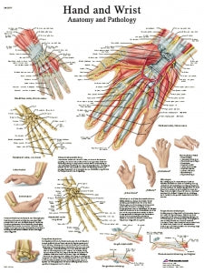 Fabrication Enterprises Inc Laminated Anatomical Charts - CHART, ANATOMICAL, HAND & WRIST, LAMINATED - 12-4609L