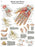 Fabrication Enterprises Inc Laminated Anatomical Charts - CHART, ANATOMICAL, HAND & WRIST, LAMINATED - 12-4609L