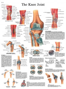 Fabrication Enterprises Inc Laminated Anatomical Charts - CHART, ANATOMICAL, KNEE JOINT, LAMINATED - 12-4611L