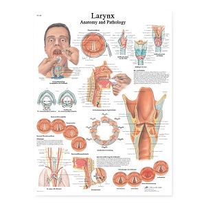 Fabrication Enterprises Inc Laminated Anatomical Charts - CHART, ANATOMICAL, LARYNX, LAMINATED - 12-4612L