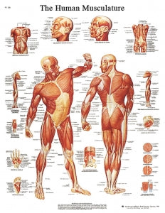 Fabrication Enterprises Inc Laminated Anatomical Charts - CHART, ANATOMICAL, MUSCULATURE, LAMINATED - 12-4614L