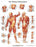 Fabrication Enterprises Inc Laminated Anatomical Charts - CHART, ANATOMICAL, MUSCULATURE, LAMINATED - 12-4614L